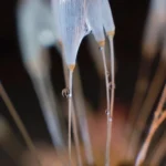 L’infime beauté du détail des plantes (photos de Régine Courtade)