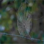 L’infime beauté du détail